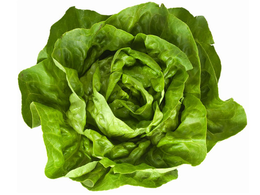 Lechuga mantecosa