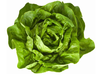 Lechuga mantecosa