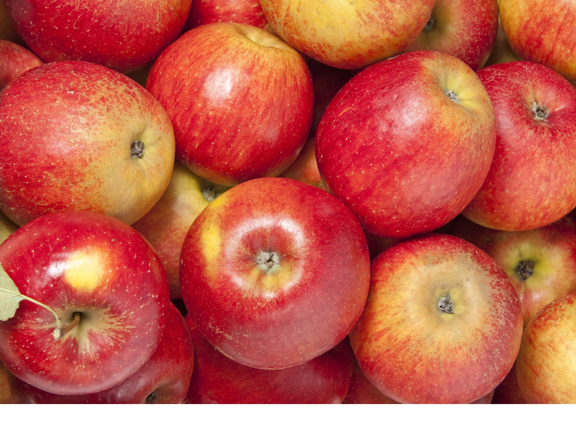 Manzana Cervi Premium