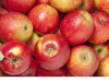 Manzana Cervi Premium