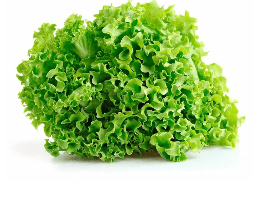 Lechuga Crespa