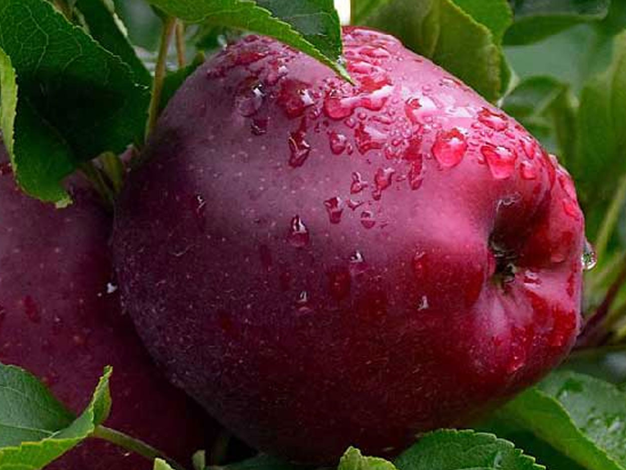 Manzana Red Chile 🇨🇱