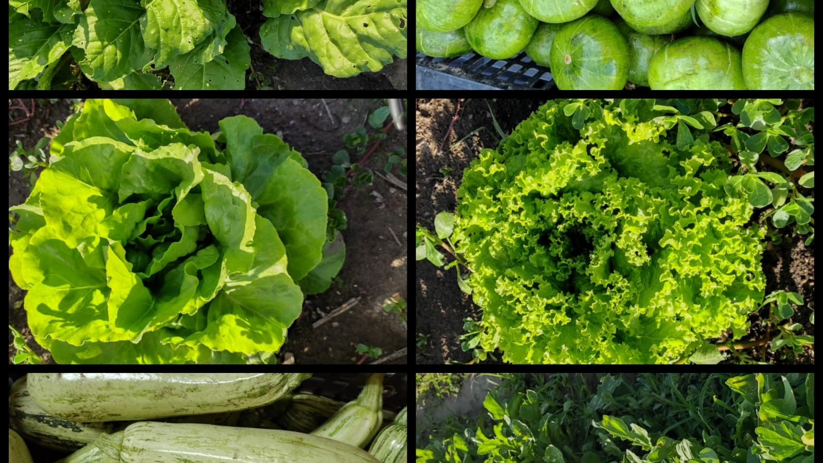 Bolsones de organico