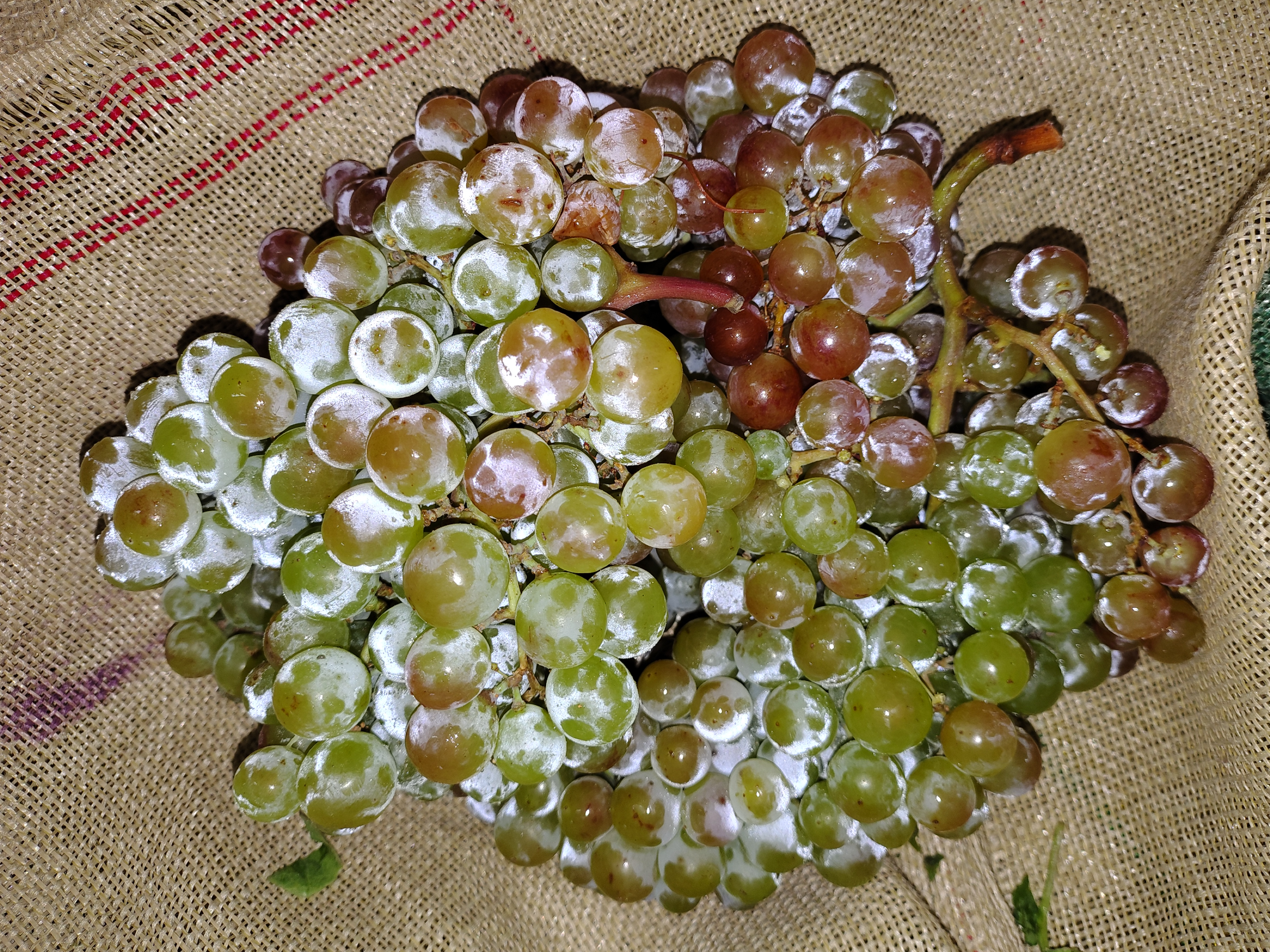 Uva 🍇 Moscatel x 500gs