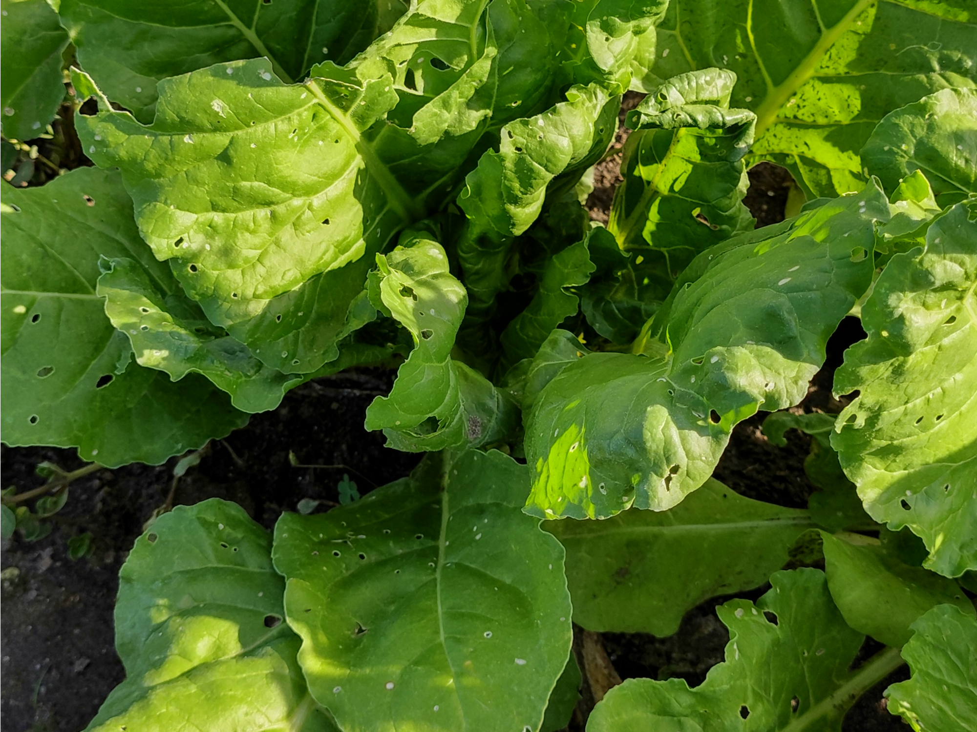 Acelga atado (orgánico)