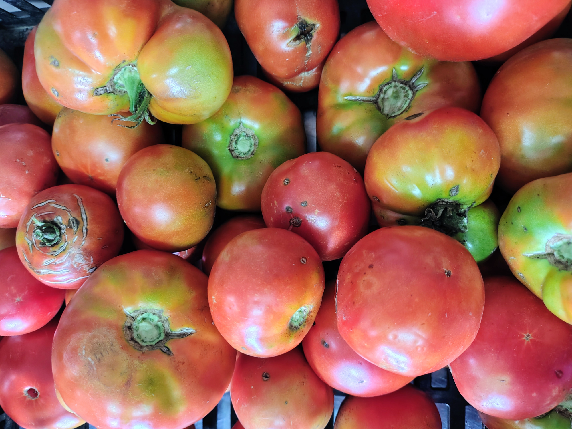 Tomate 🍅 redondo orgánico x 500gs