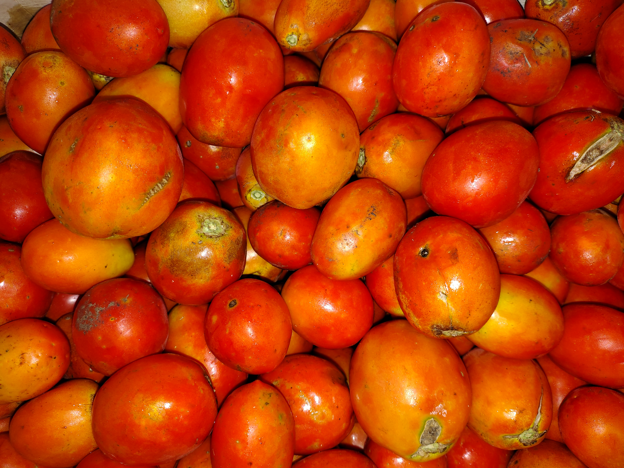 Tomate 🍅 perita orgánicos x 500gs