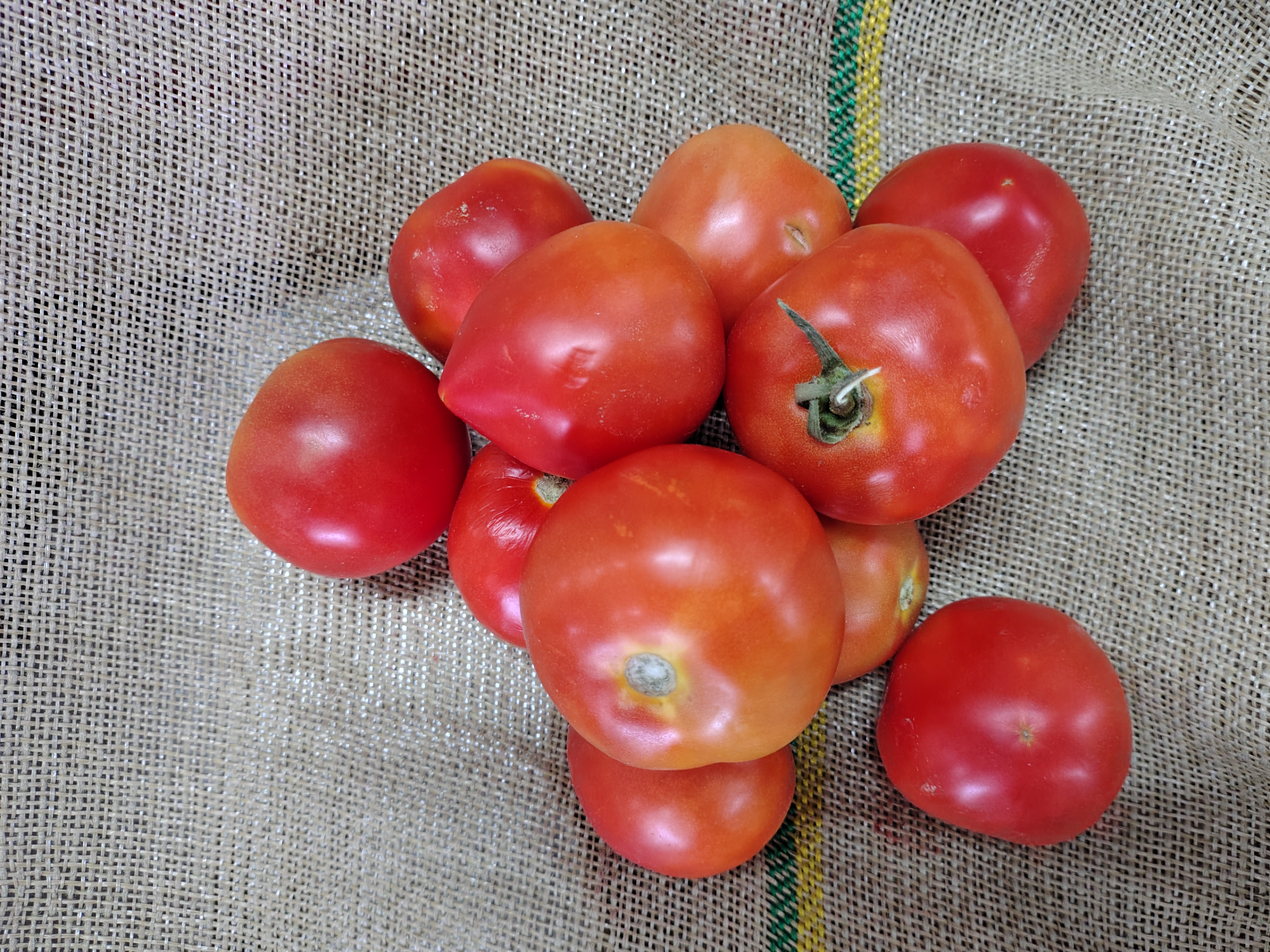 Tomate 🍅 redondo x 500gs