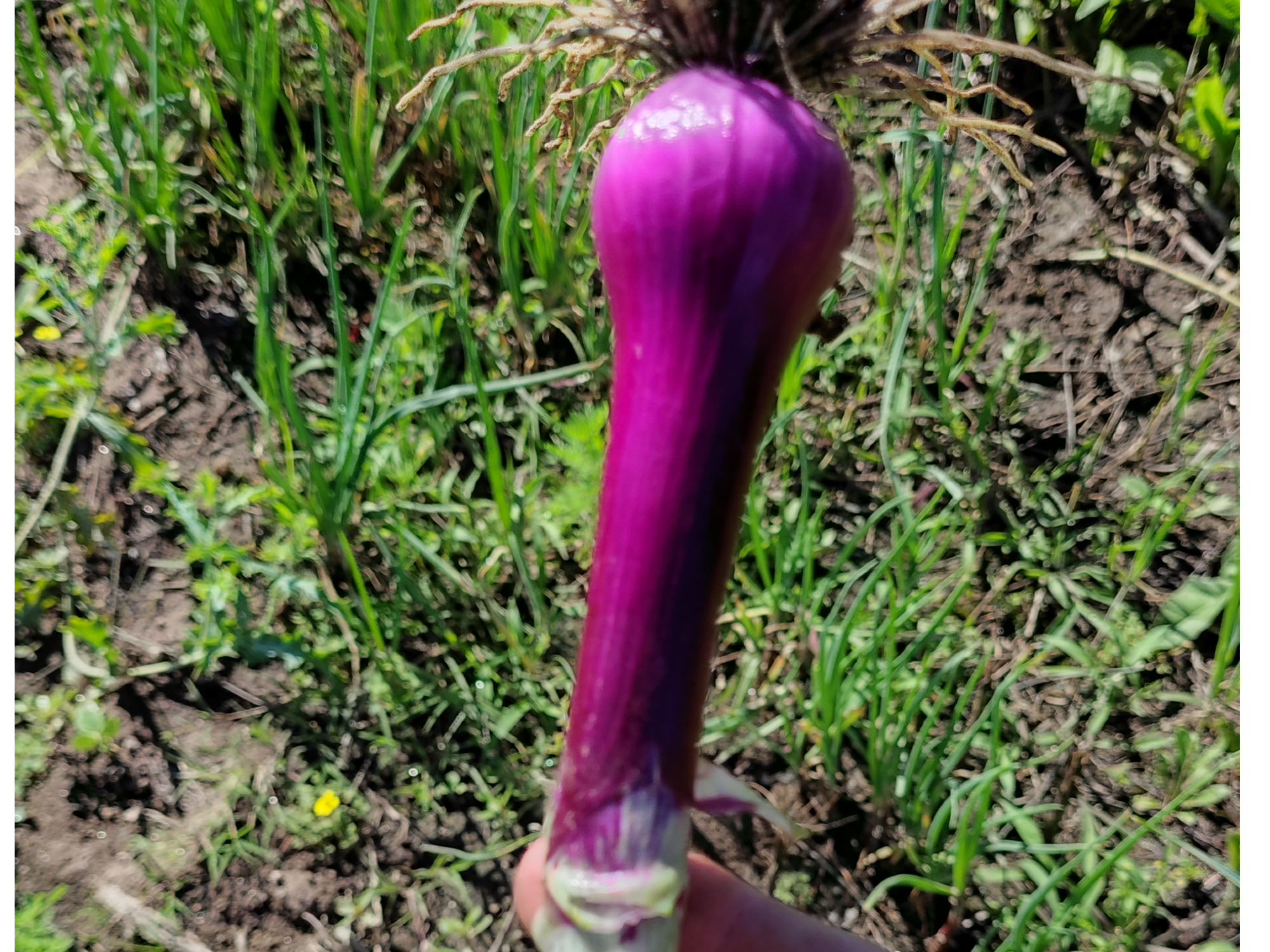 Verdeo x 200gs (orgánico)