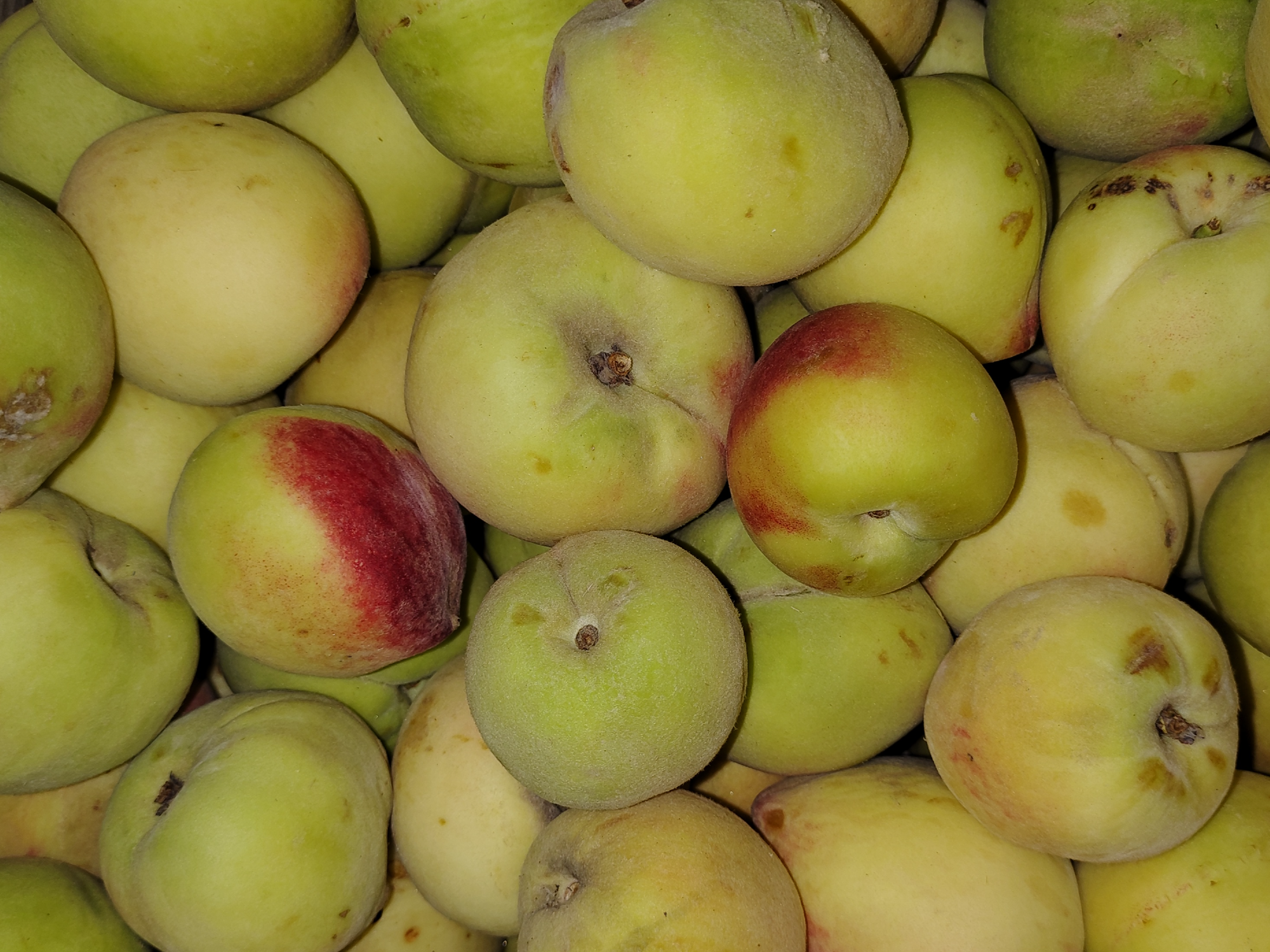 Durazno 🍑 blanco x 500gs