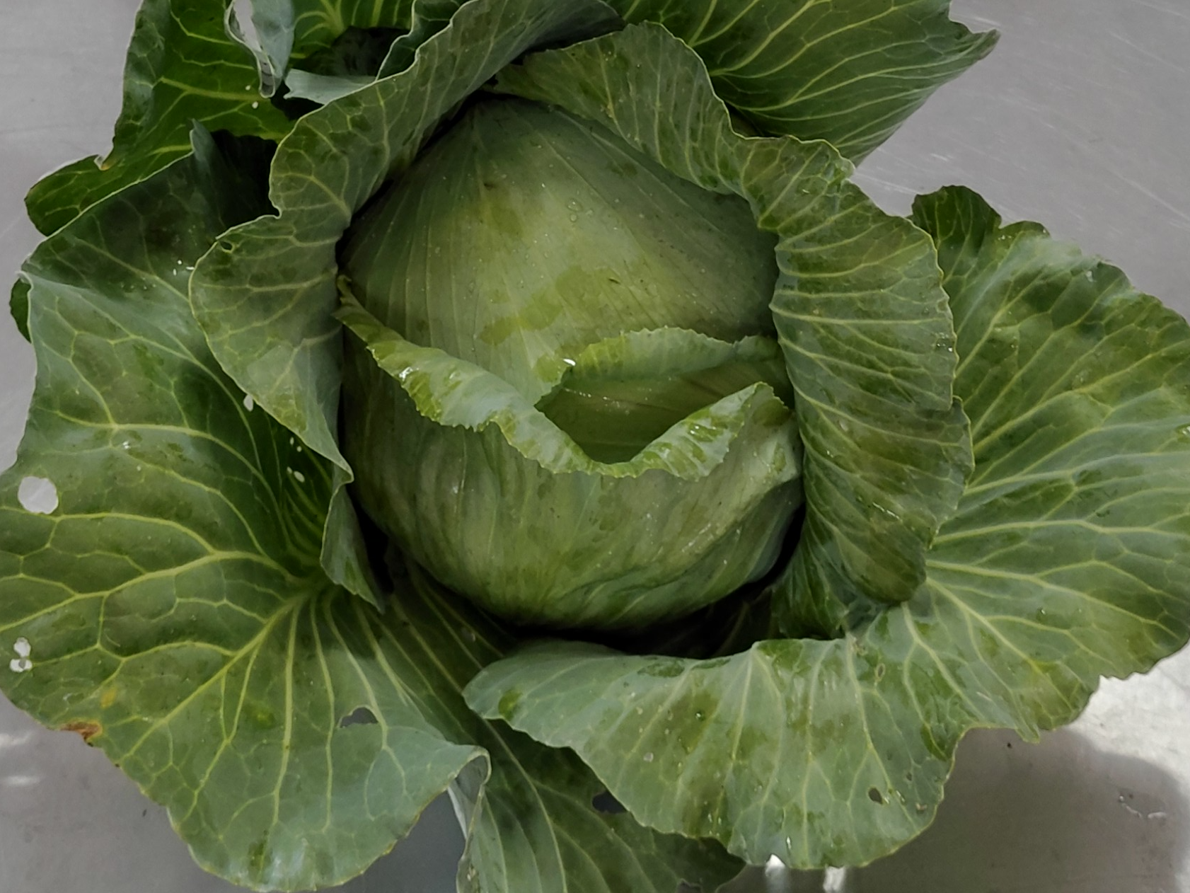 Repollo blanco x 500gs (orgánico)