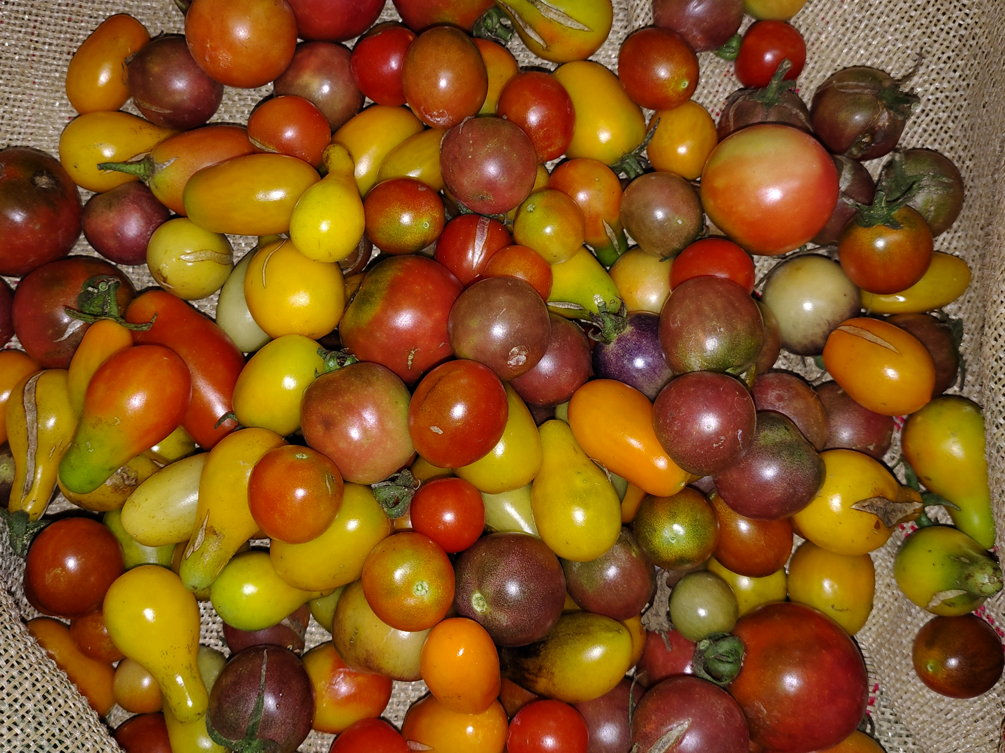 Tomate 🍅 Cherry orgánico x 500gs