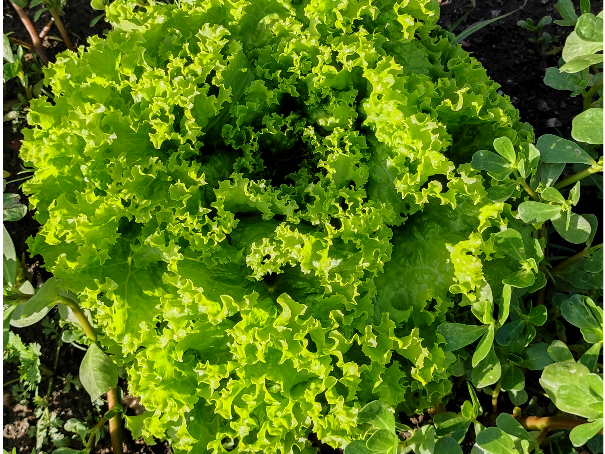 Lechuguin 🥬 x paquete (orgánico)