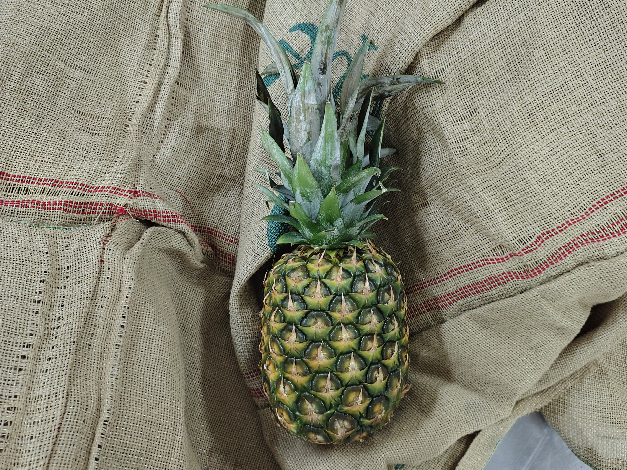 Anana grande x unidad