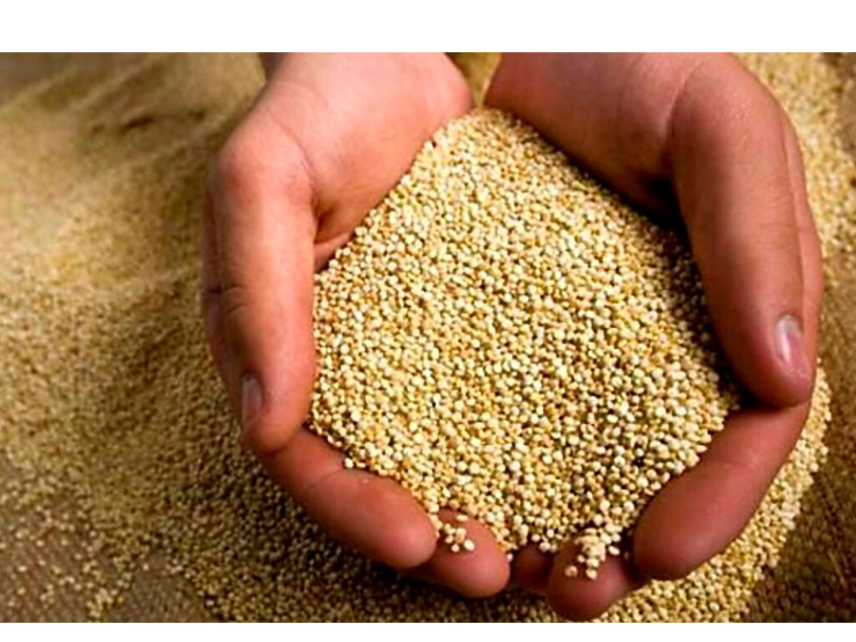 Quinoa  Peruana
