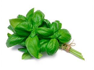 Albahaca
