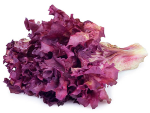 Lechuga