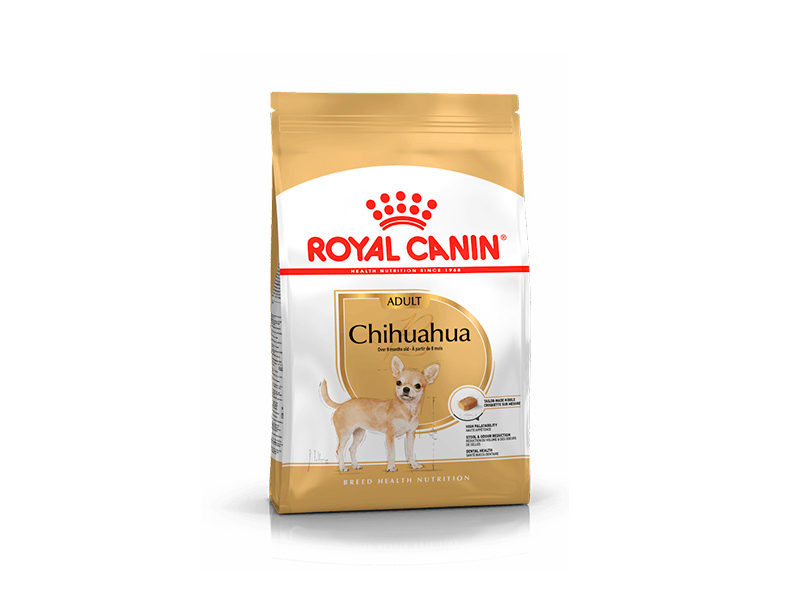 Royal BHN Chihuahua