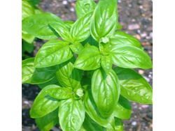 Albahaca
