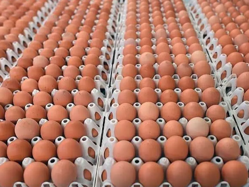 X3 MAPLES DE HUEVOS GRANDES