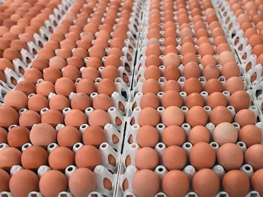 X3 MAPLES DE HUEVOS CHICOS