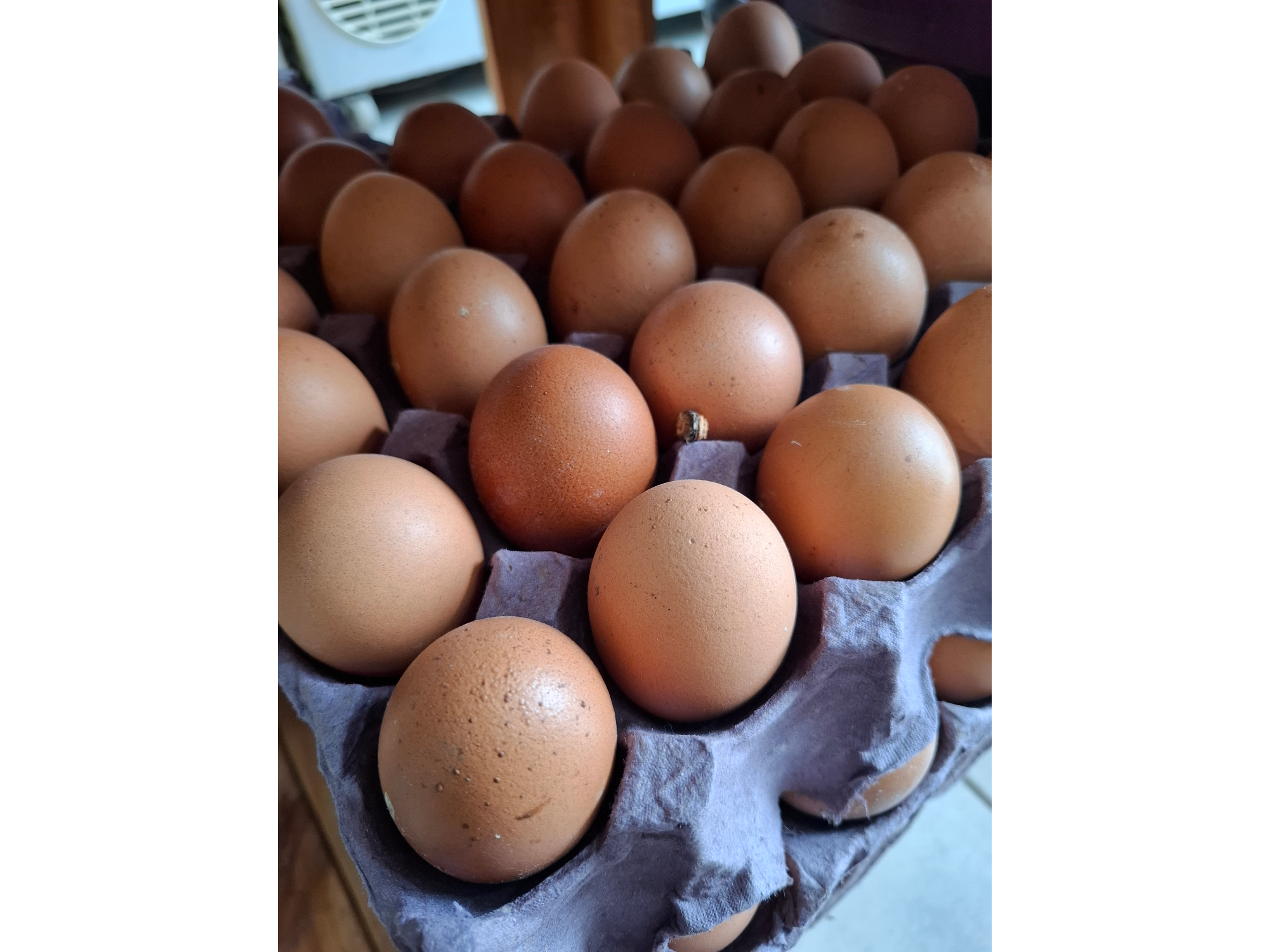 Huevos Color de DOÑA PAPA