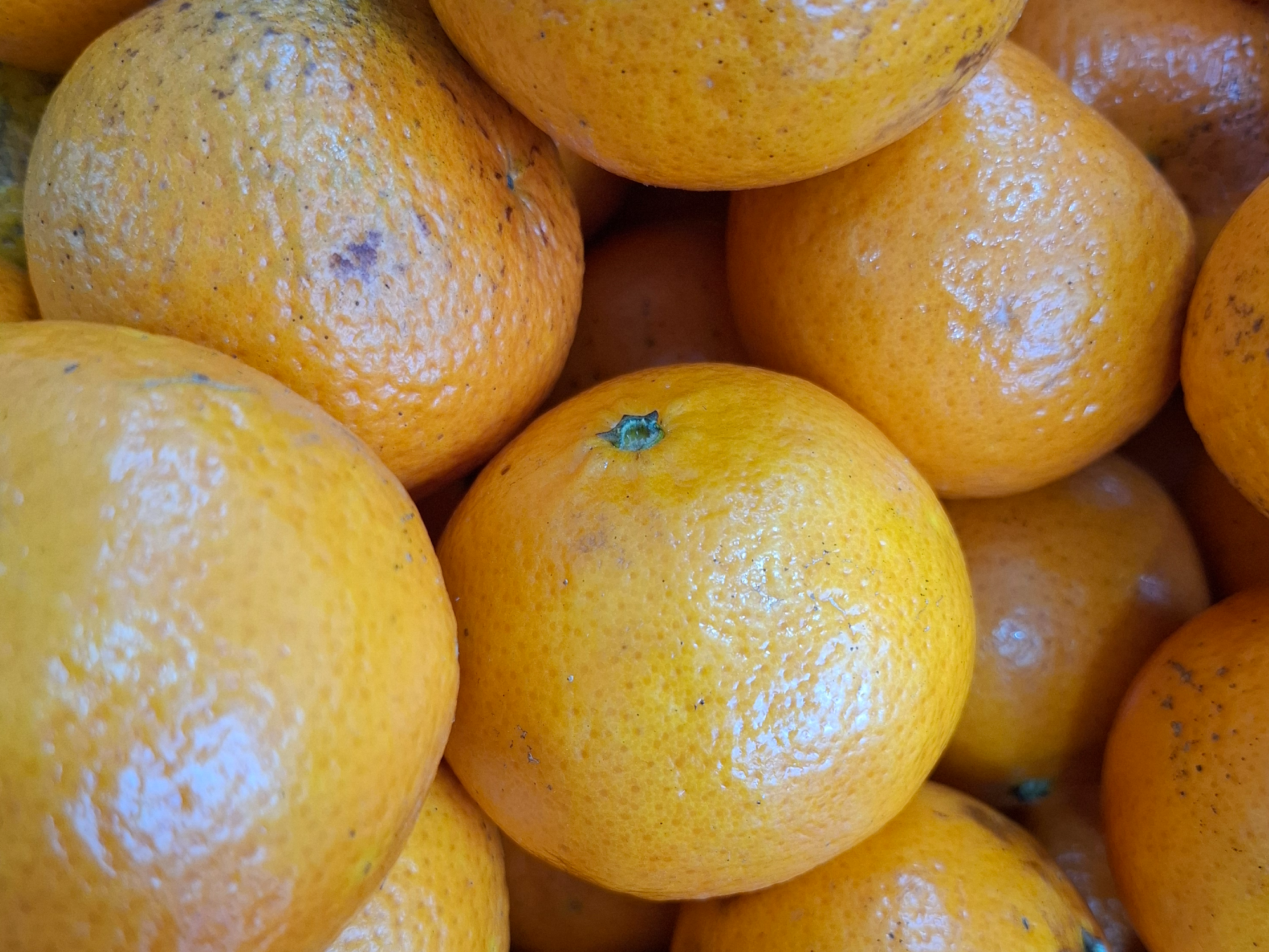 Mandarina Nova