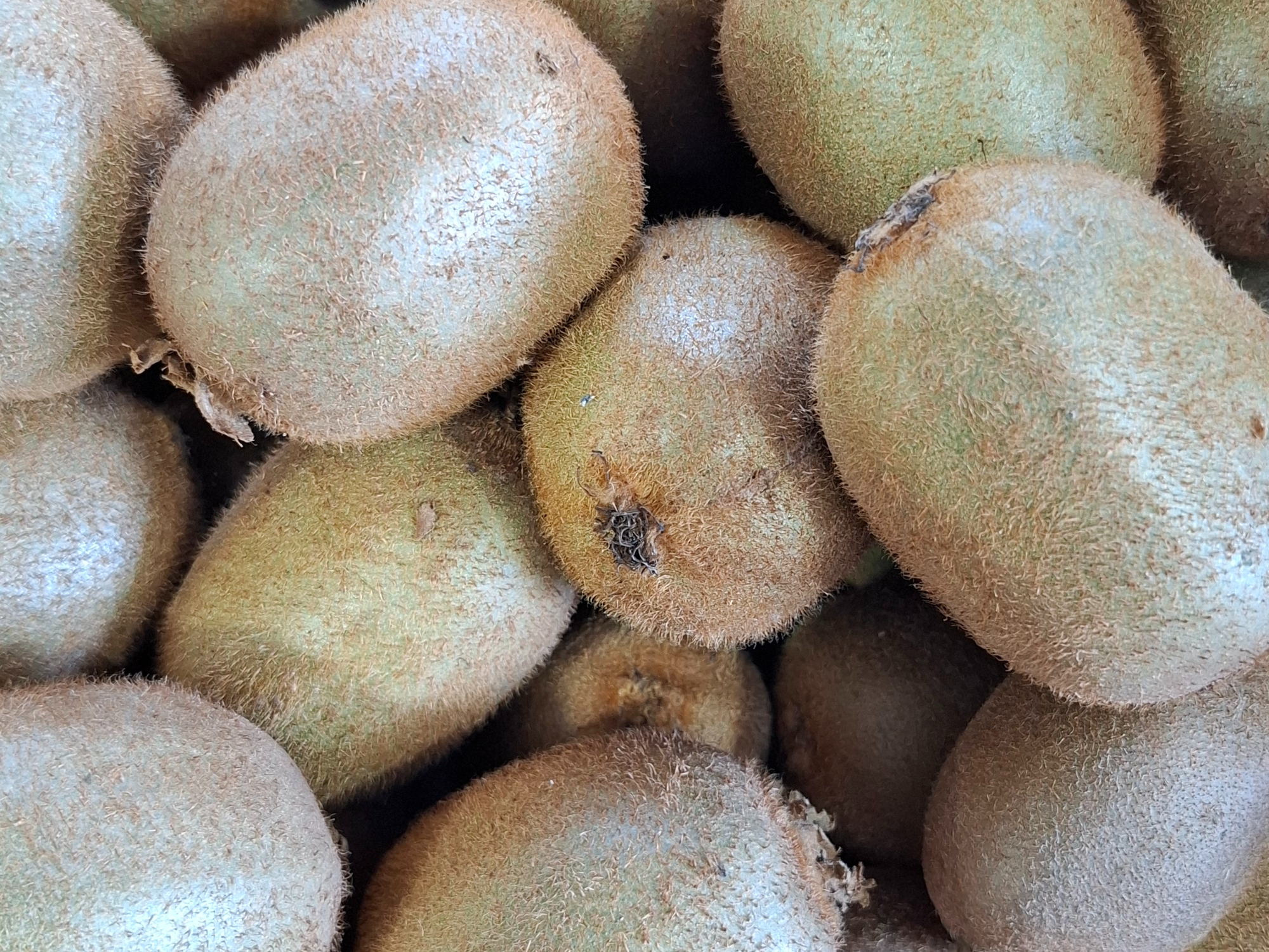 Kiwi