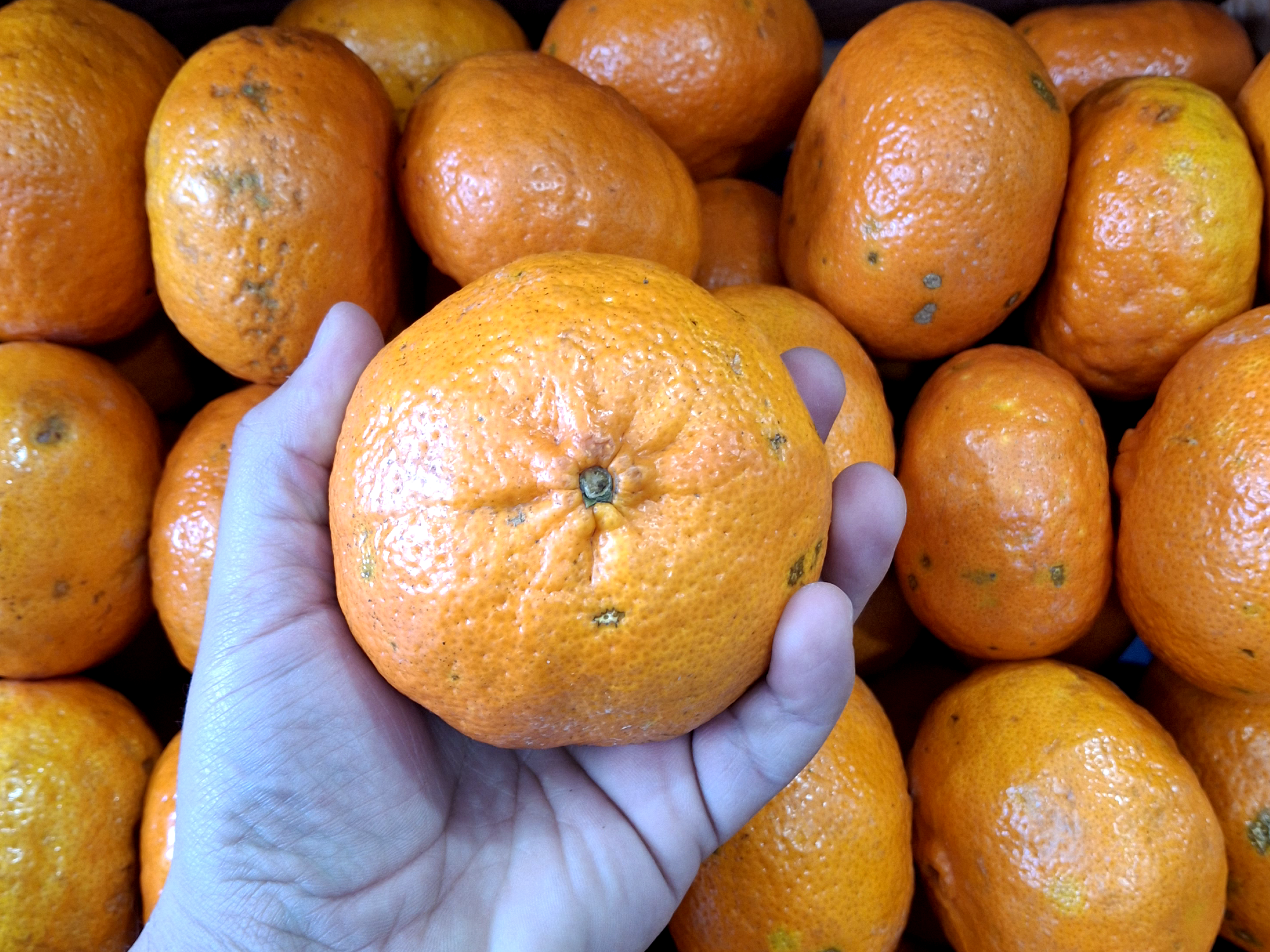 Mandarina Encore