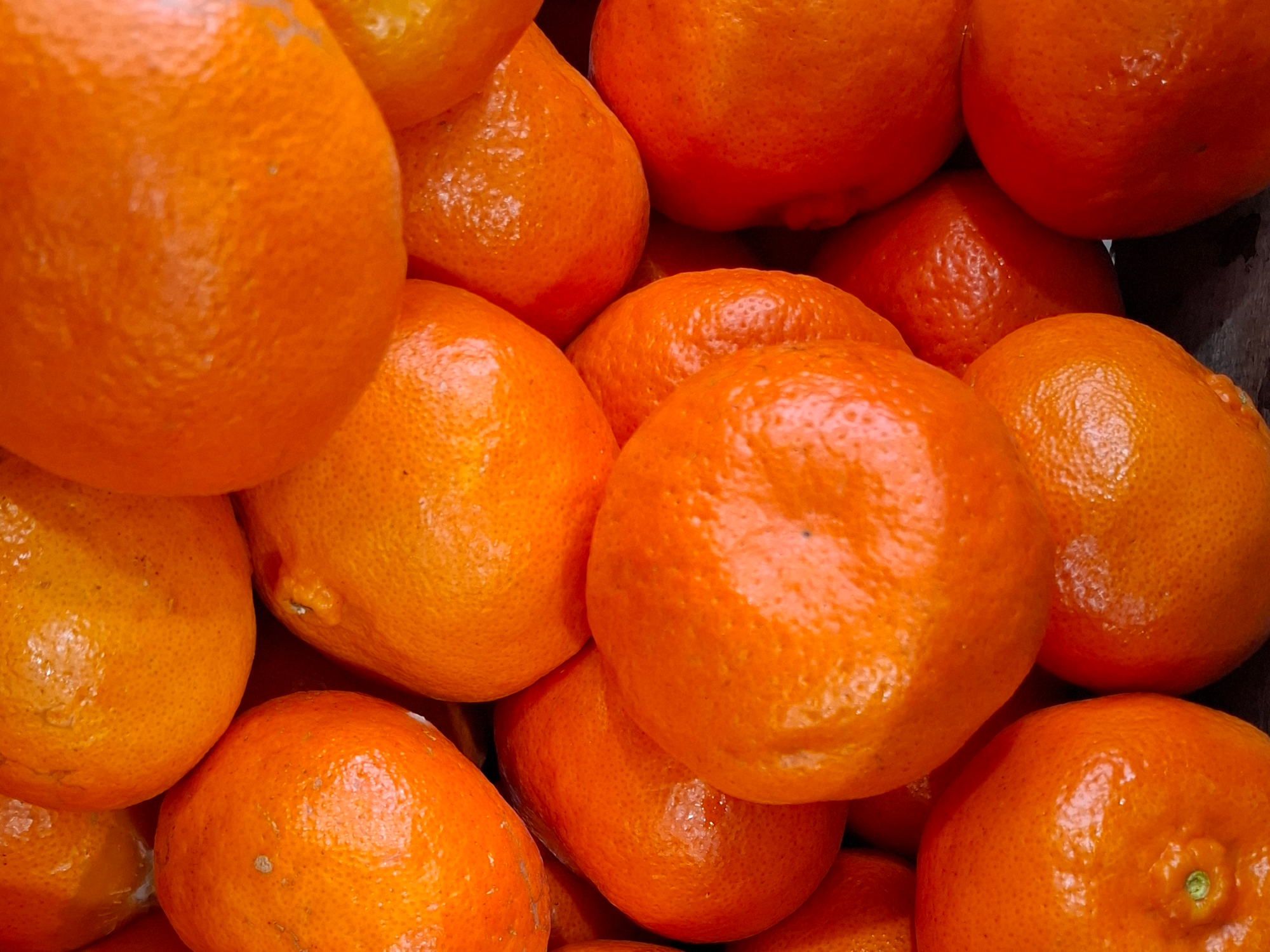 Mandarina Dancy