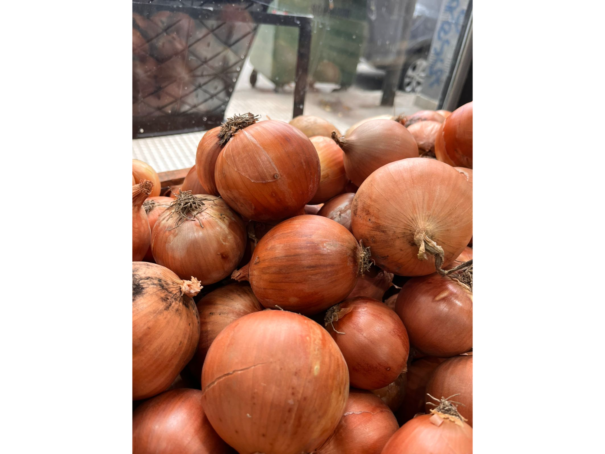 Cebolla