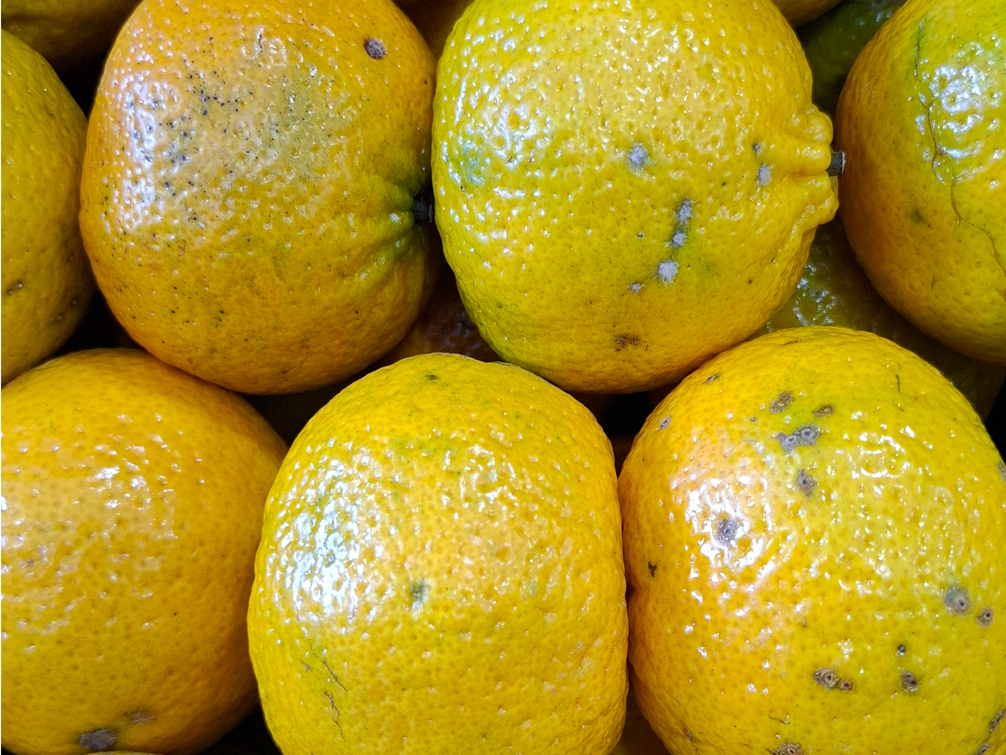 Mandarina Criolla