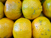 Mandarina Criolla