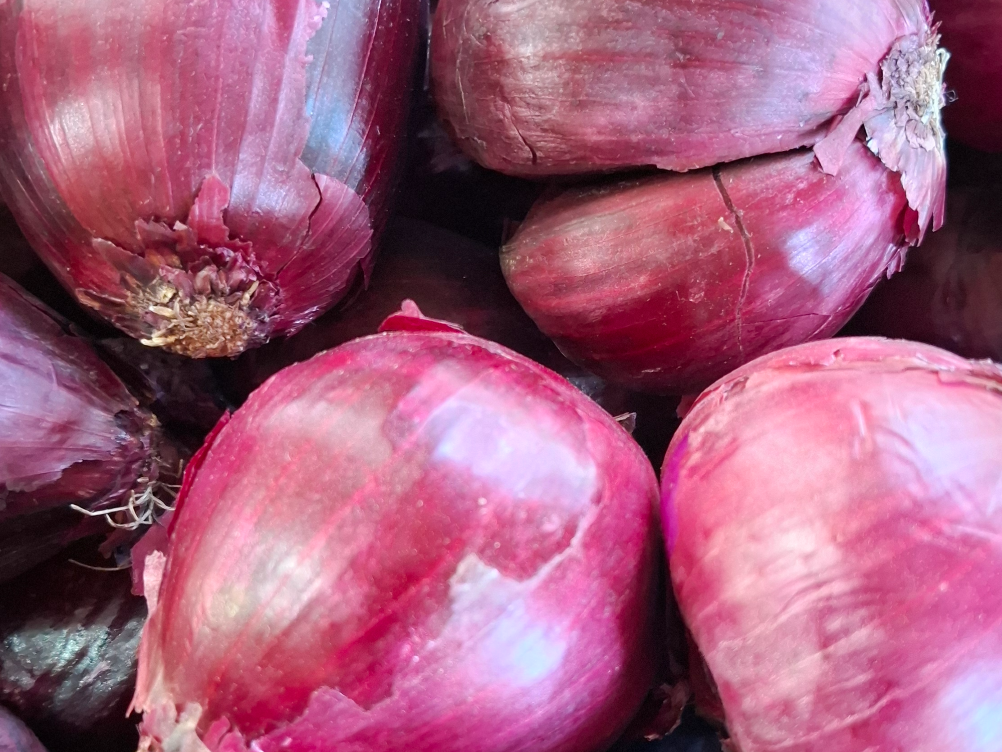Cebolla Morada