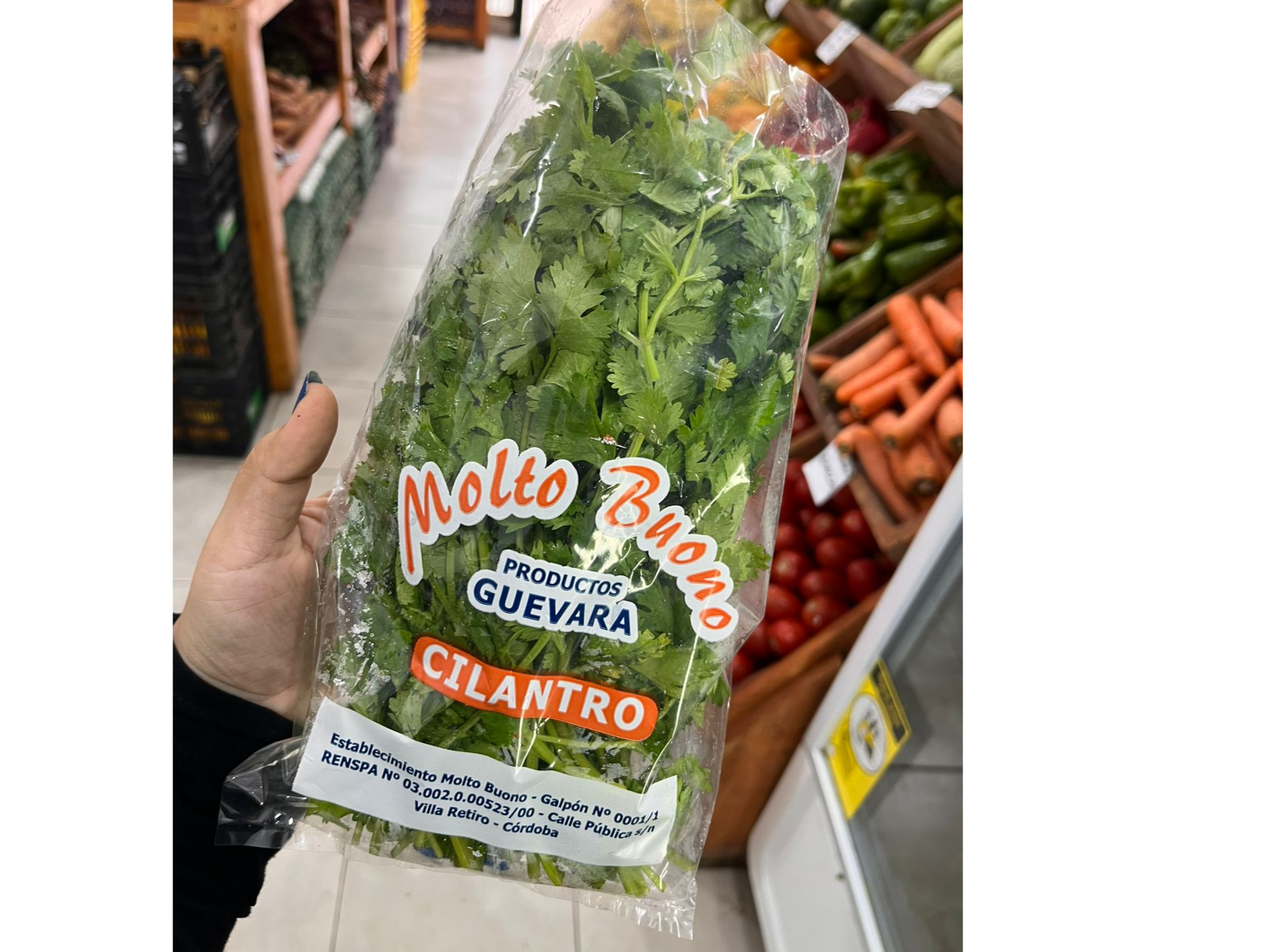 Cilantro