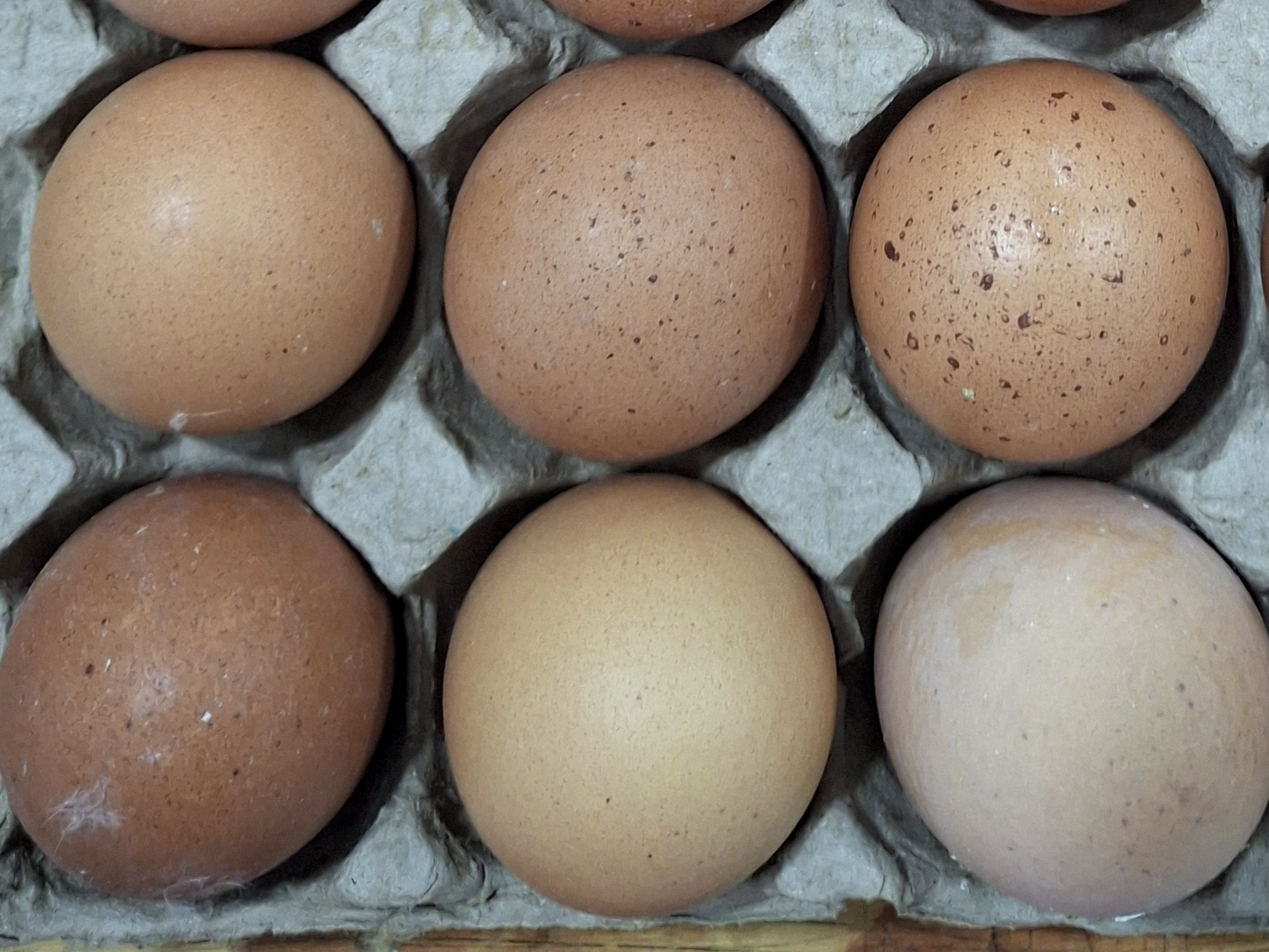 1/2 Doc. Huevos de Color