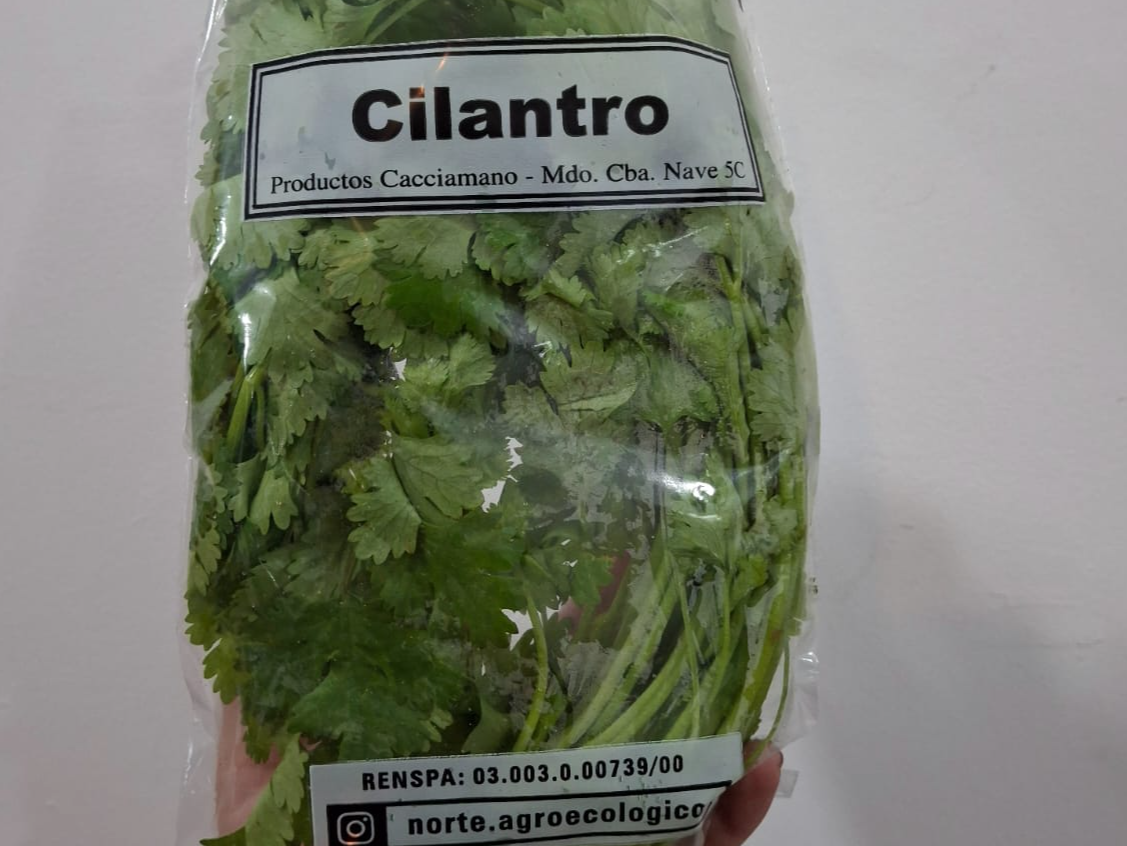 Cilantro