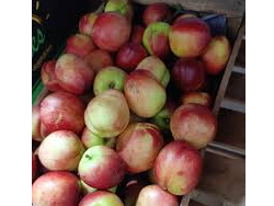 Pelón Blanco (1 kg)