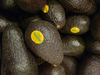 Palta hass (UNIDAD)