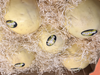 Melón (UNIDAD)