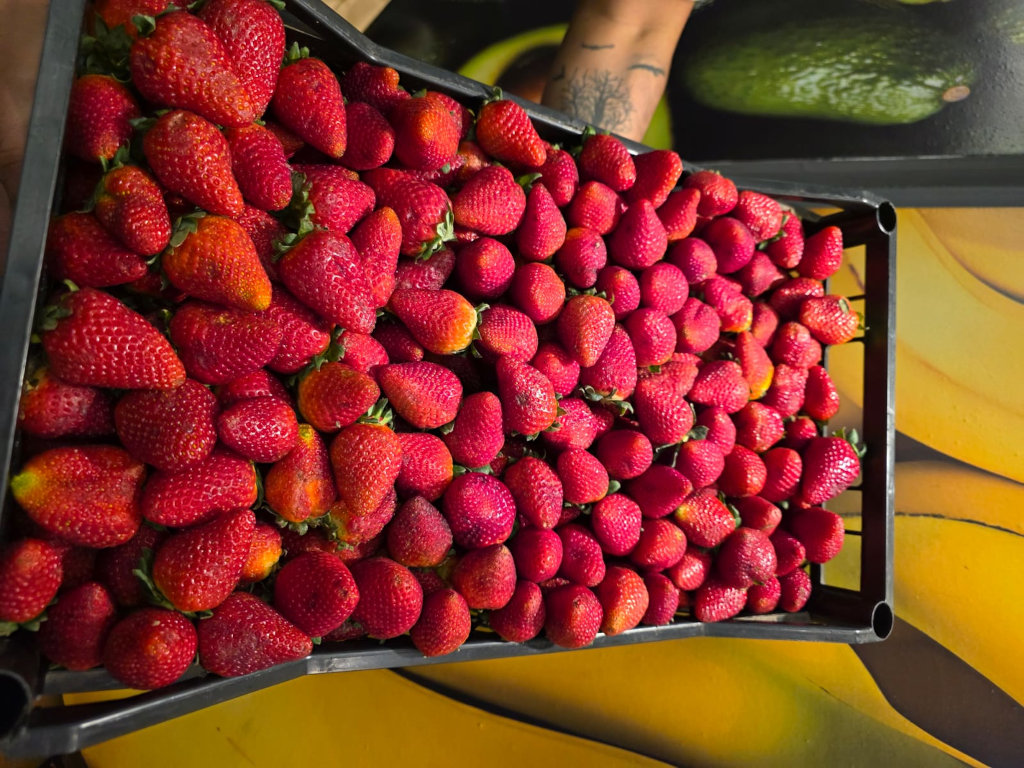 Frutilla (BANDEJA)