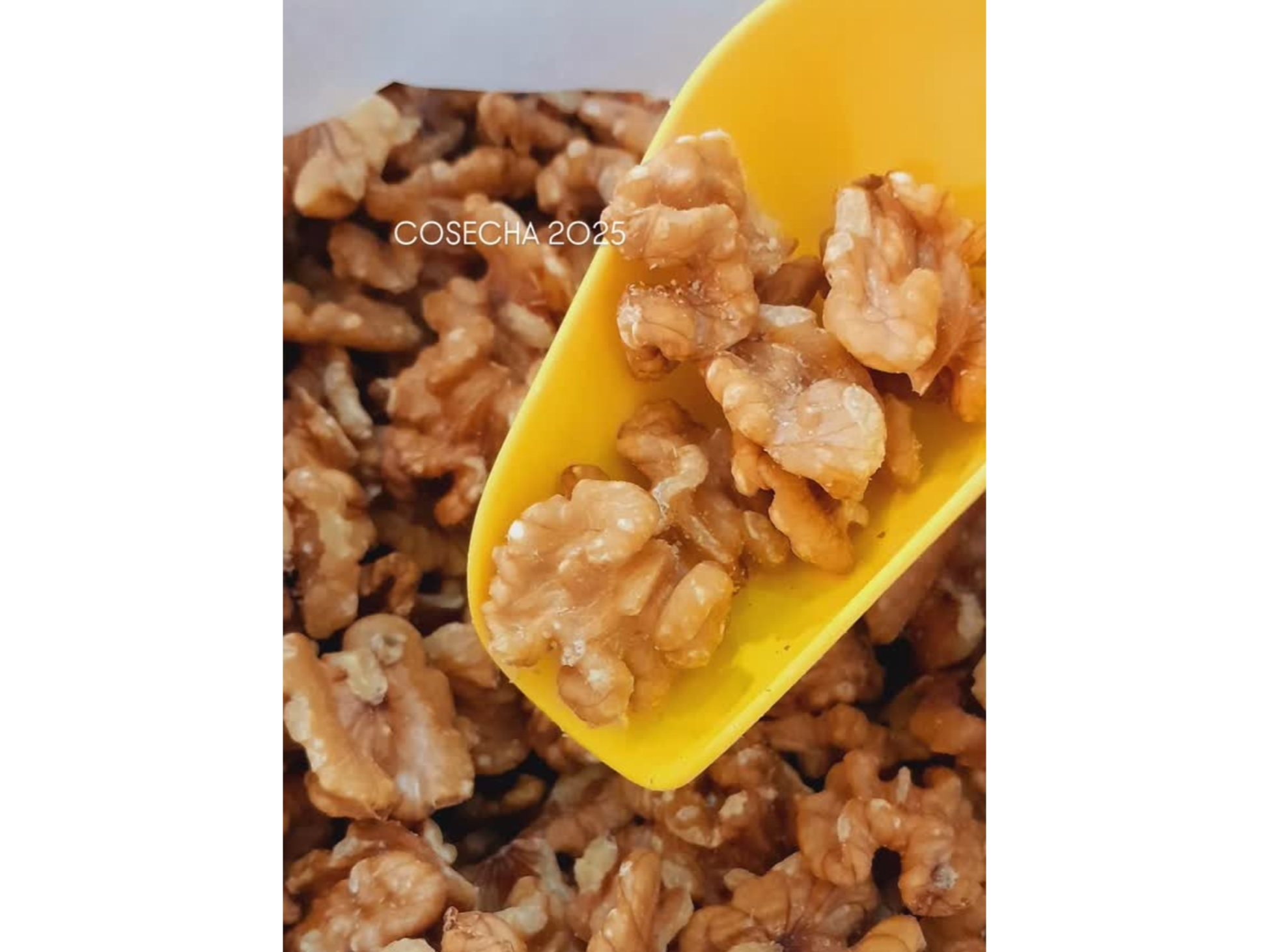 Nueces Mendocinas