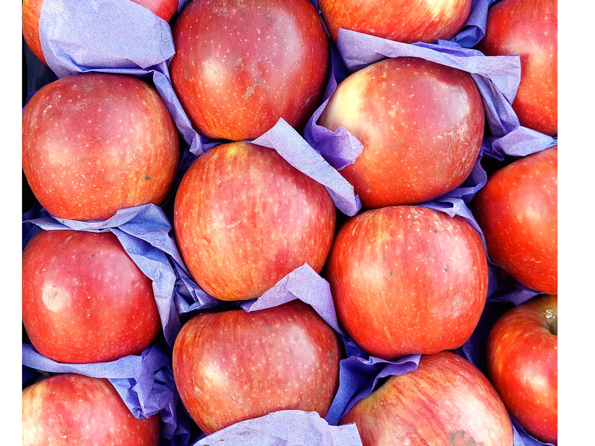 Manzana red delicius