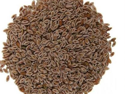 Semillas de psyllium