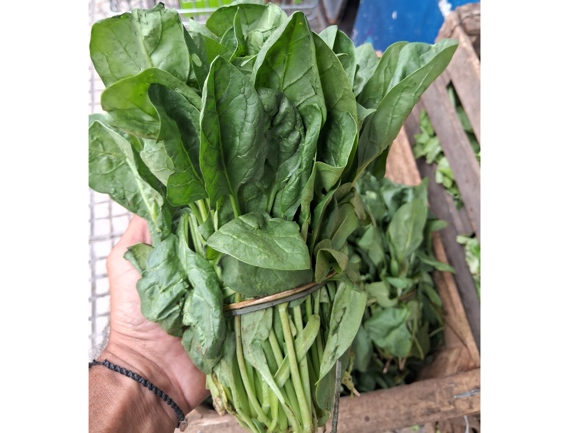 Espinacas fresquitas