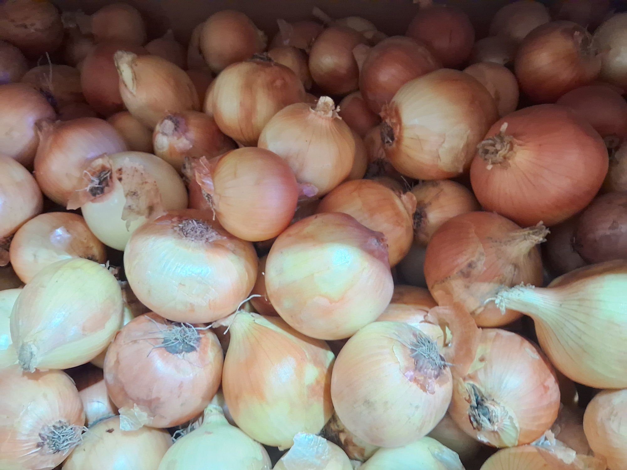 CEBOLLA ESP. X 2kilos