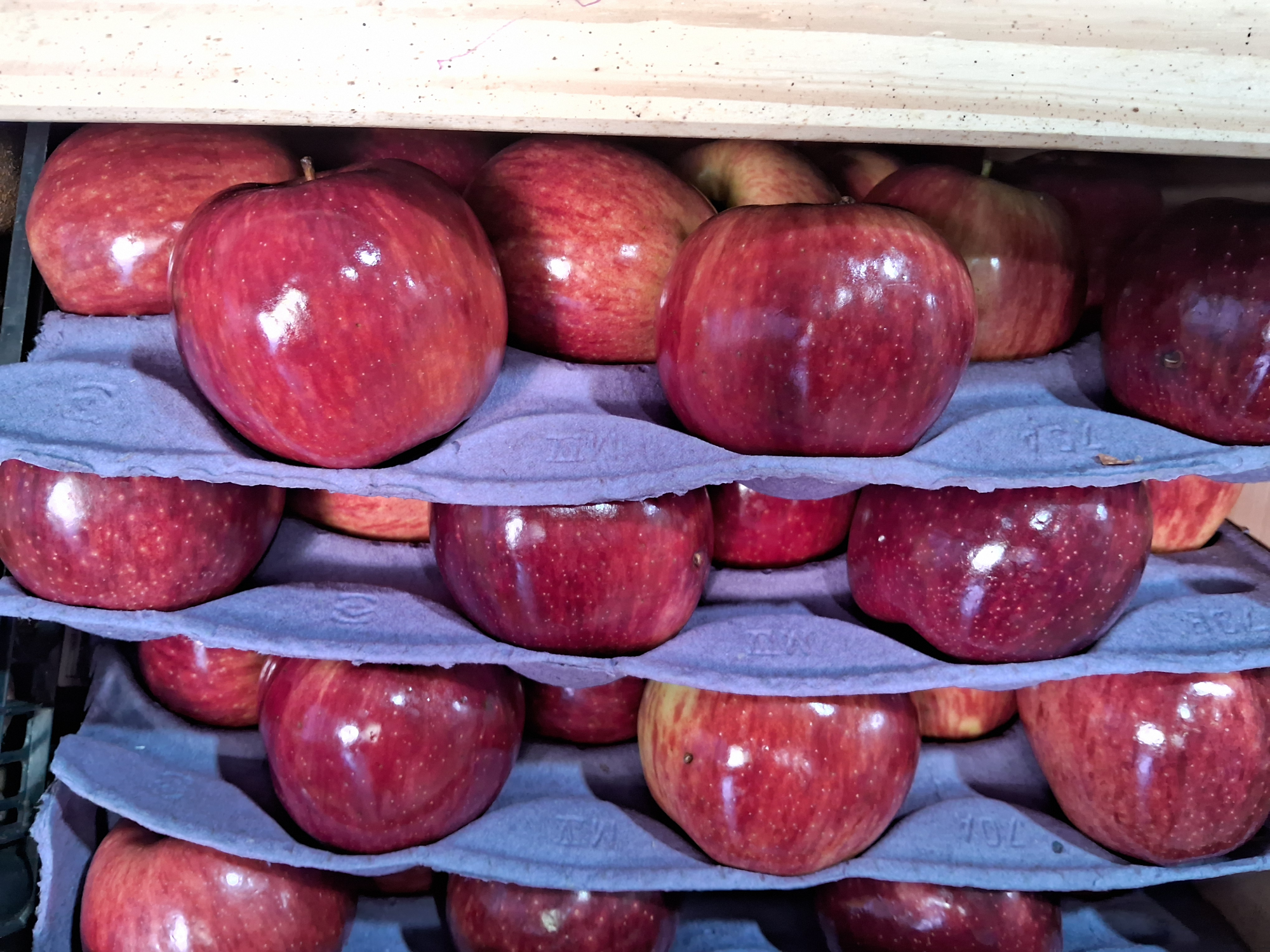 Manzana Rojas elegidas