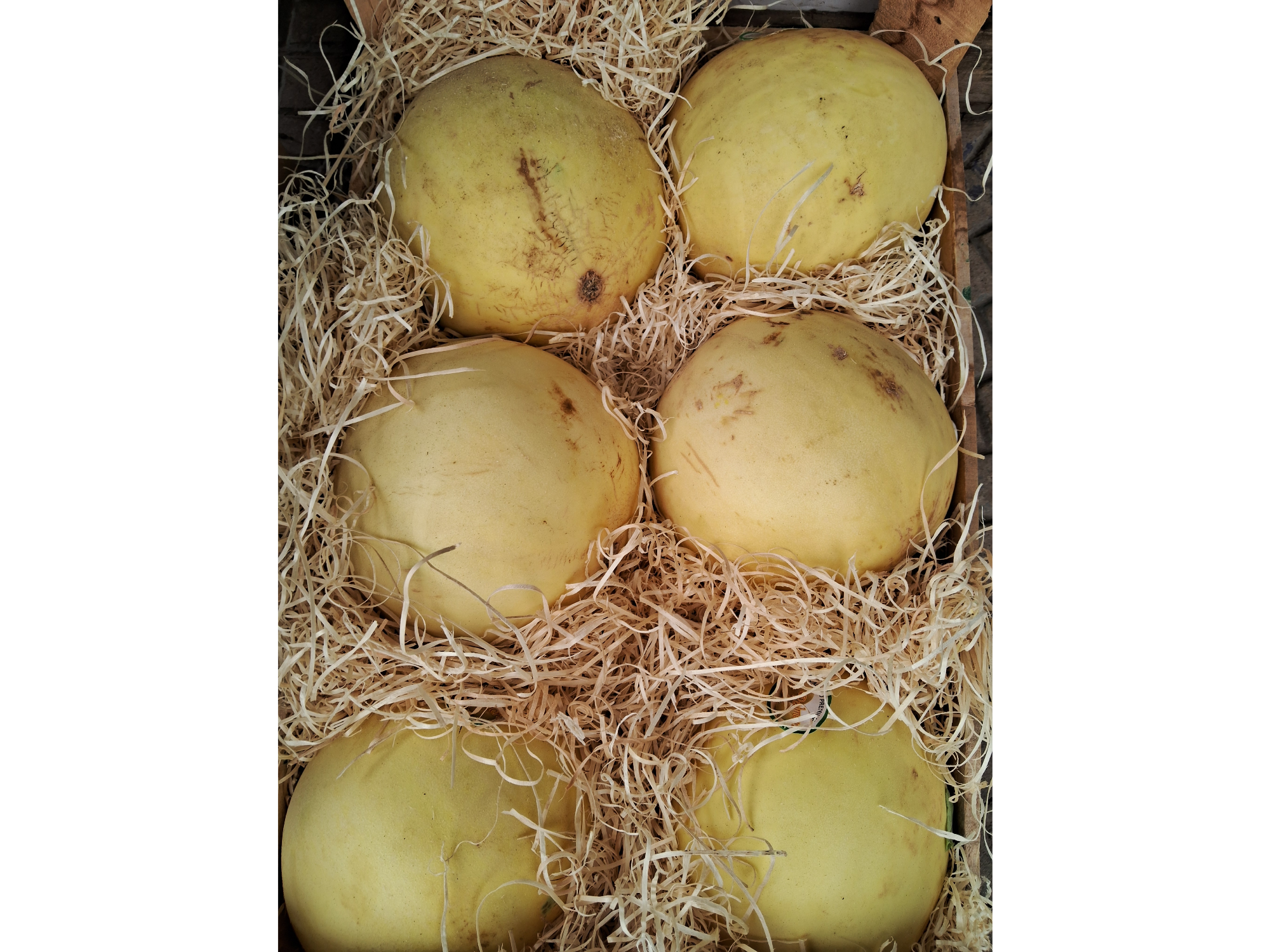 Melones rocio de miel