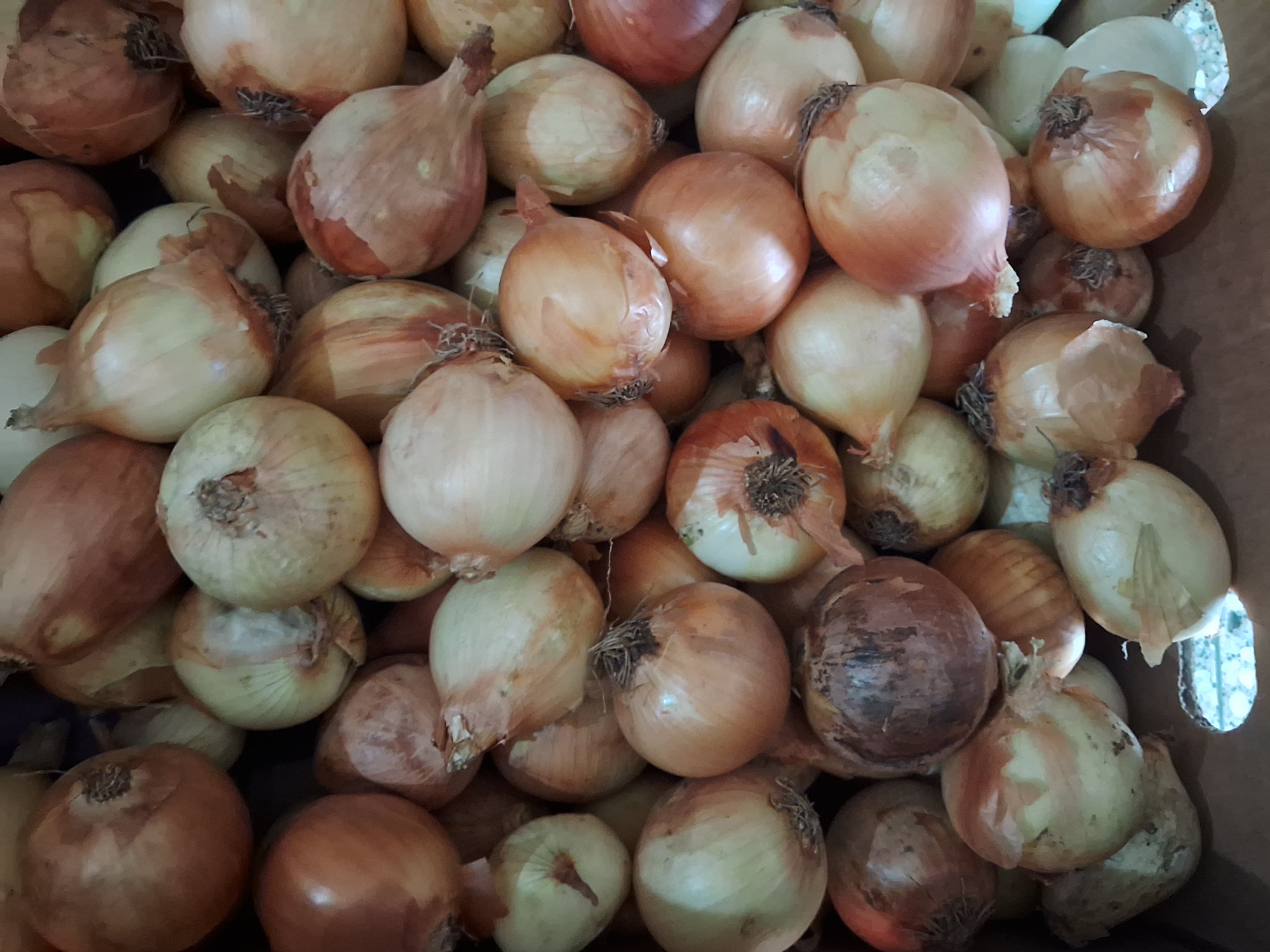 Cebolla mediana x 2kg