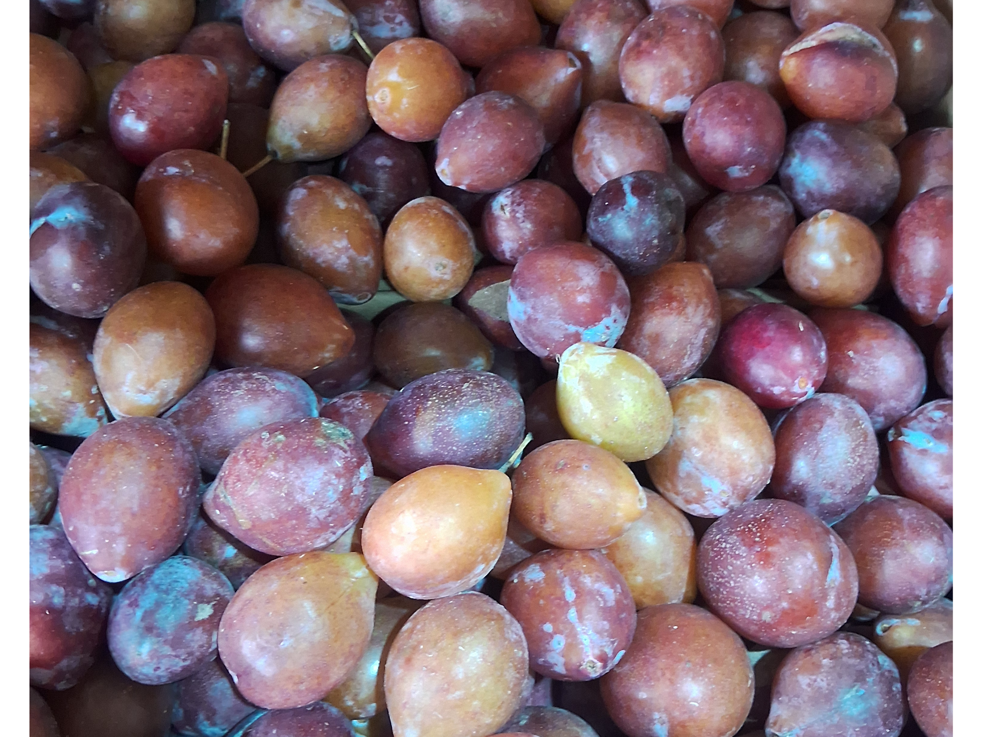 Ciruela gotita de miel